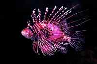 Fishes - Wall calendar printed on premium quality  paper.