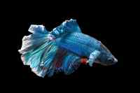Fishes - Wall calendar printed on premium quality  paper.