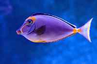 Fishes - Wall calendar printed on premium quality  paper.