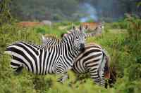 Jungle - Wall calendar printed on premium quality  paper.