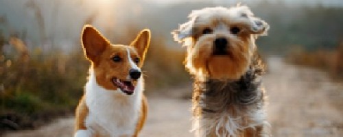 Online Printing: Photo calendars!